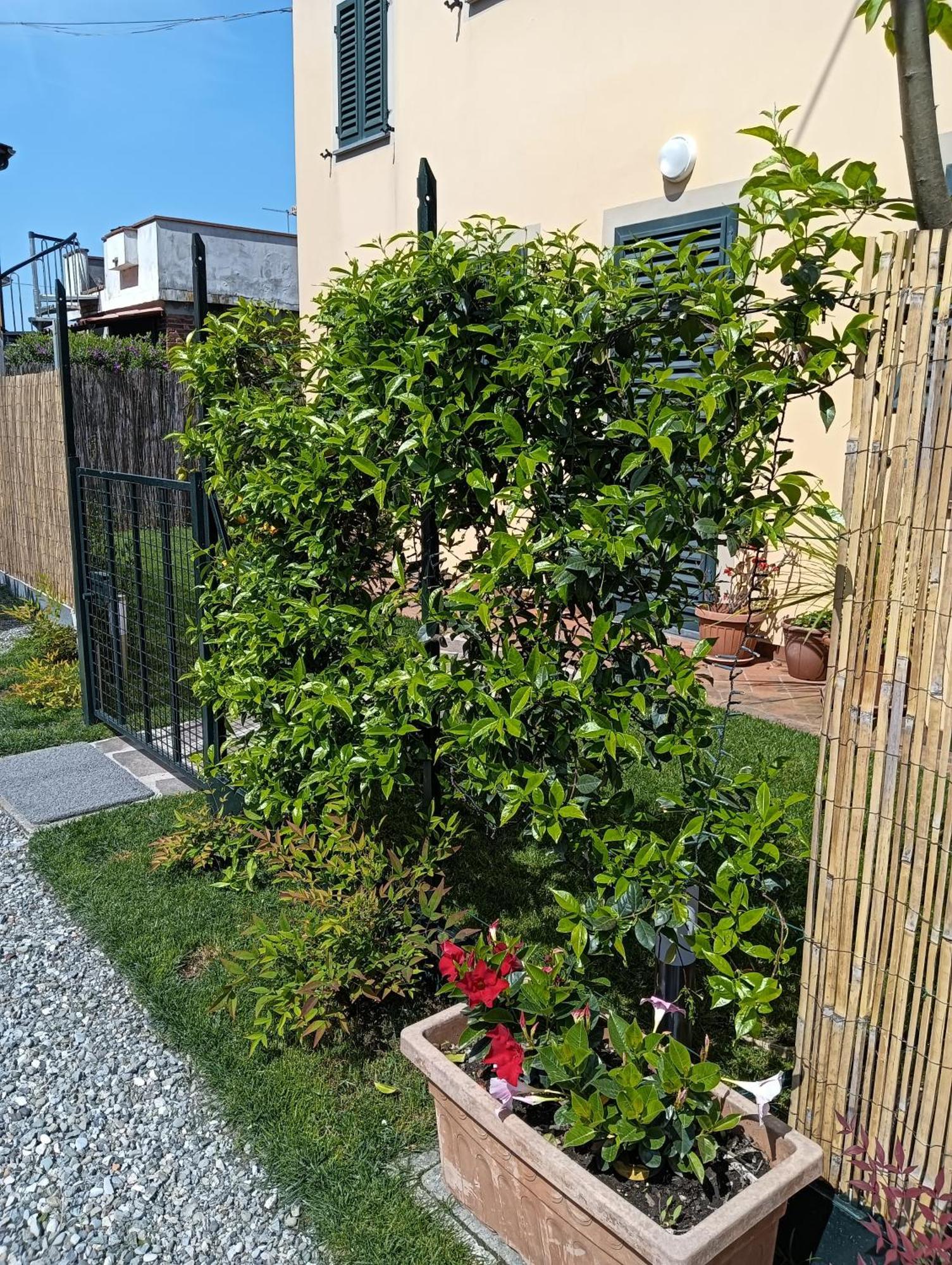 Casa Vacanze Rustico Di Corte Capannori Ngoại thất bức ảnh